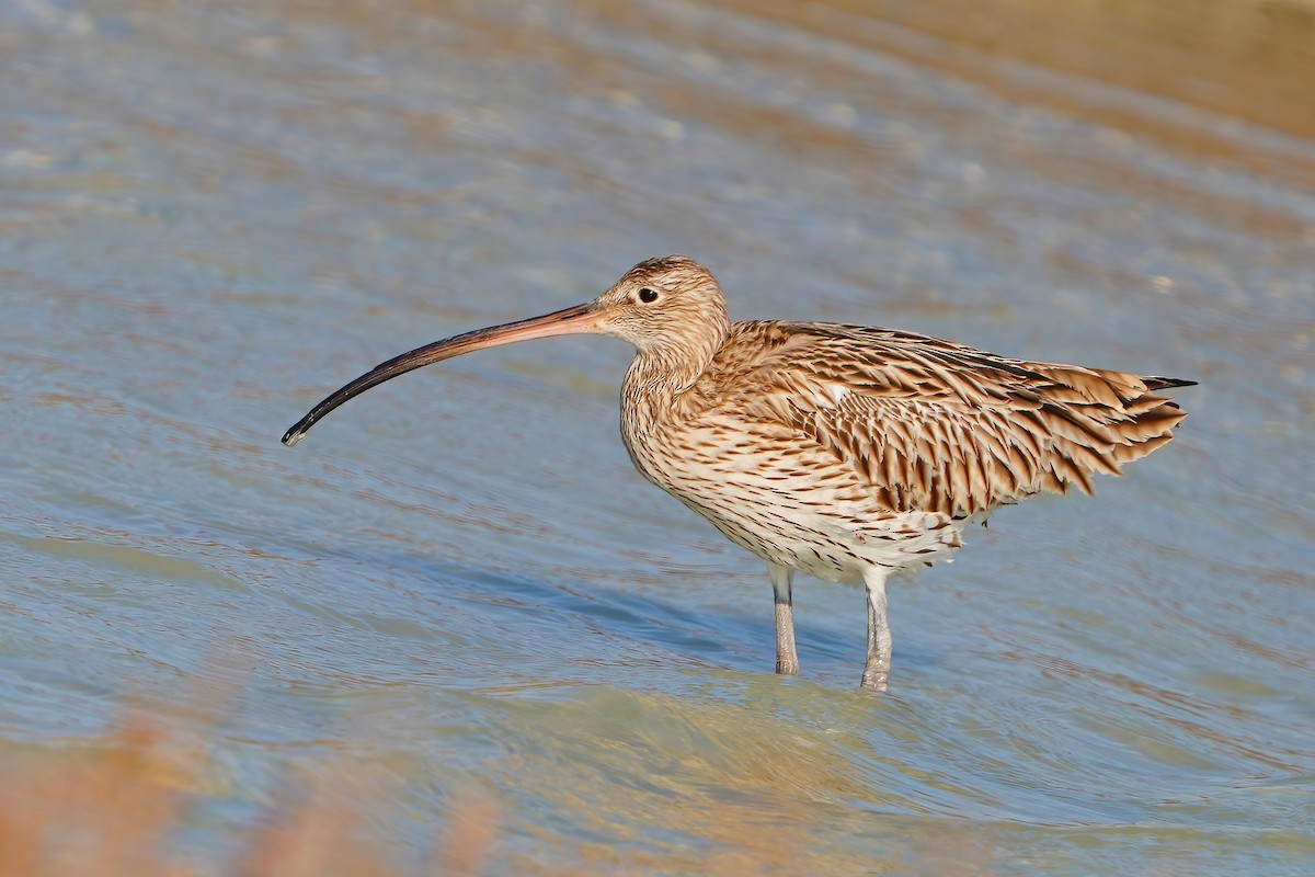 Eurasian Curlew - Yakup Yener