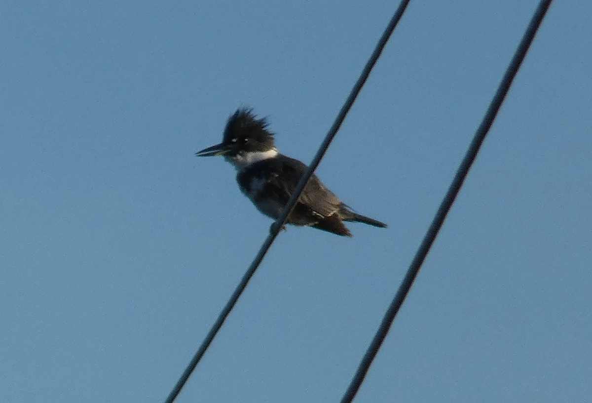 Belted Kingfisher - ML535192421