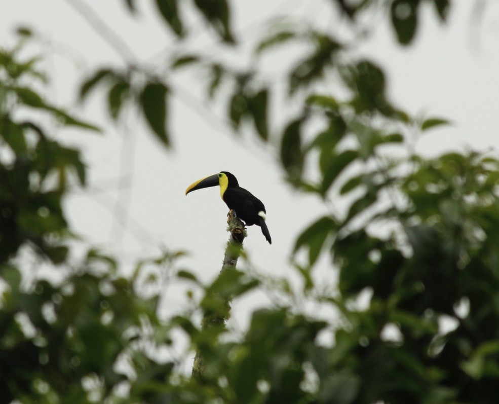 Channel-billed Toucan - ML535192441