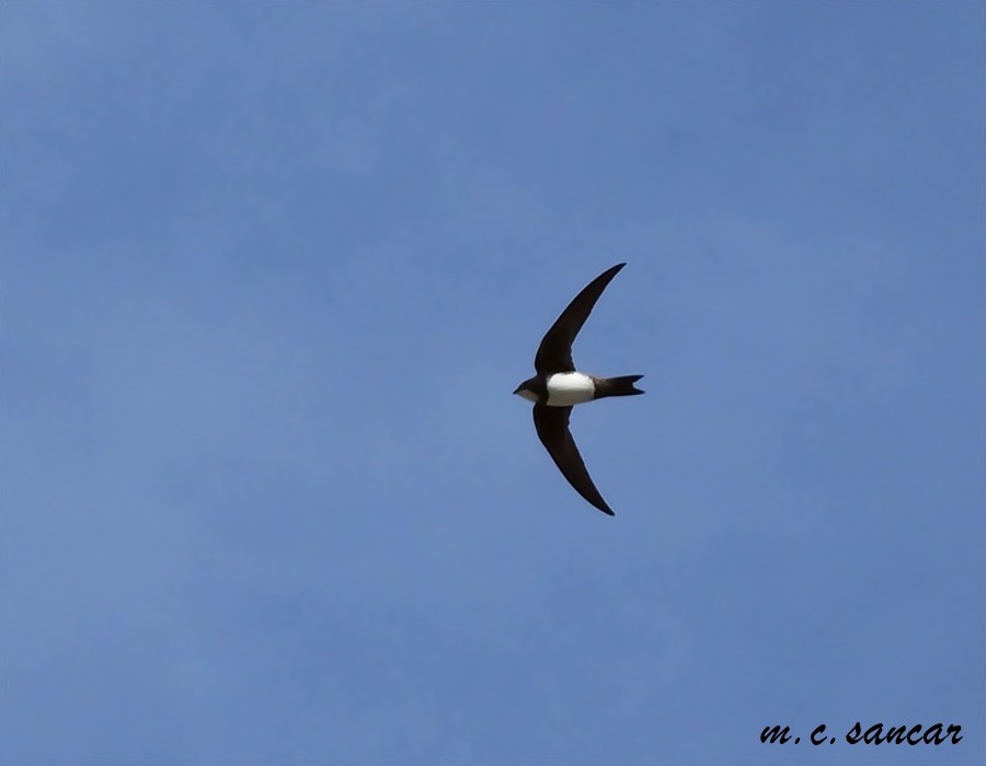 Alpine Swift - ML535194081