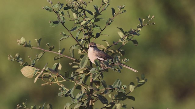 White-banded Mockingbird - ML535194231