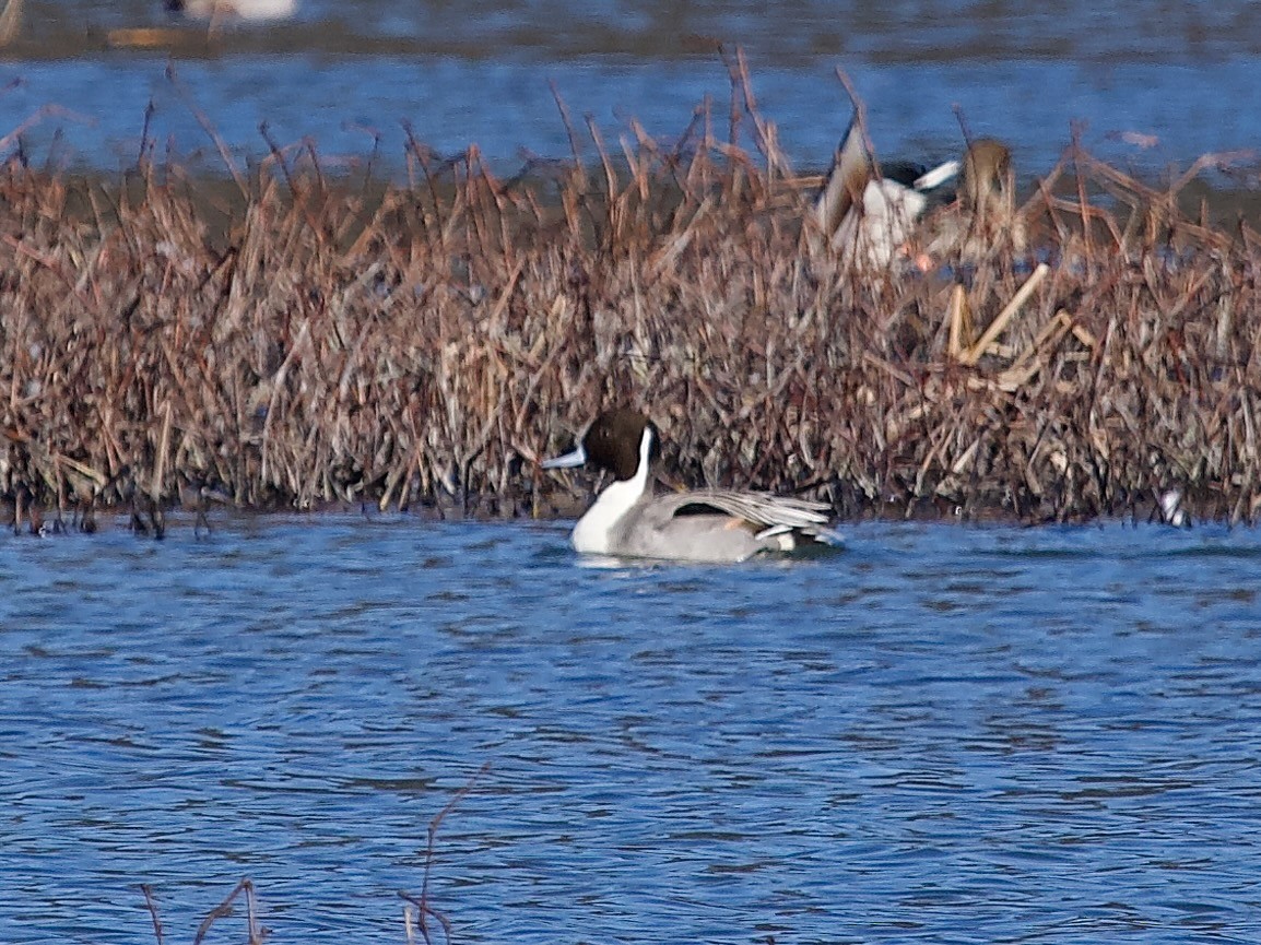 Northern Pintail - ML535194301