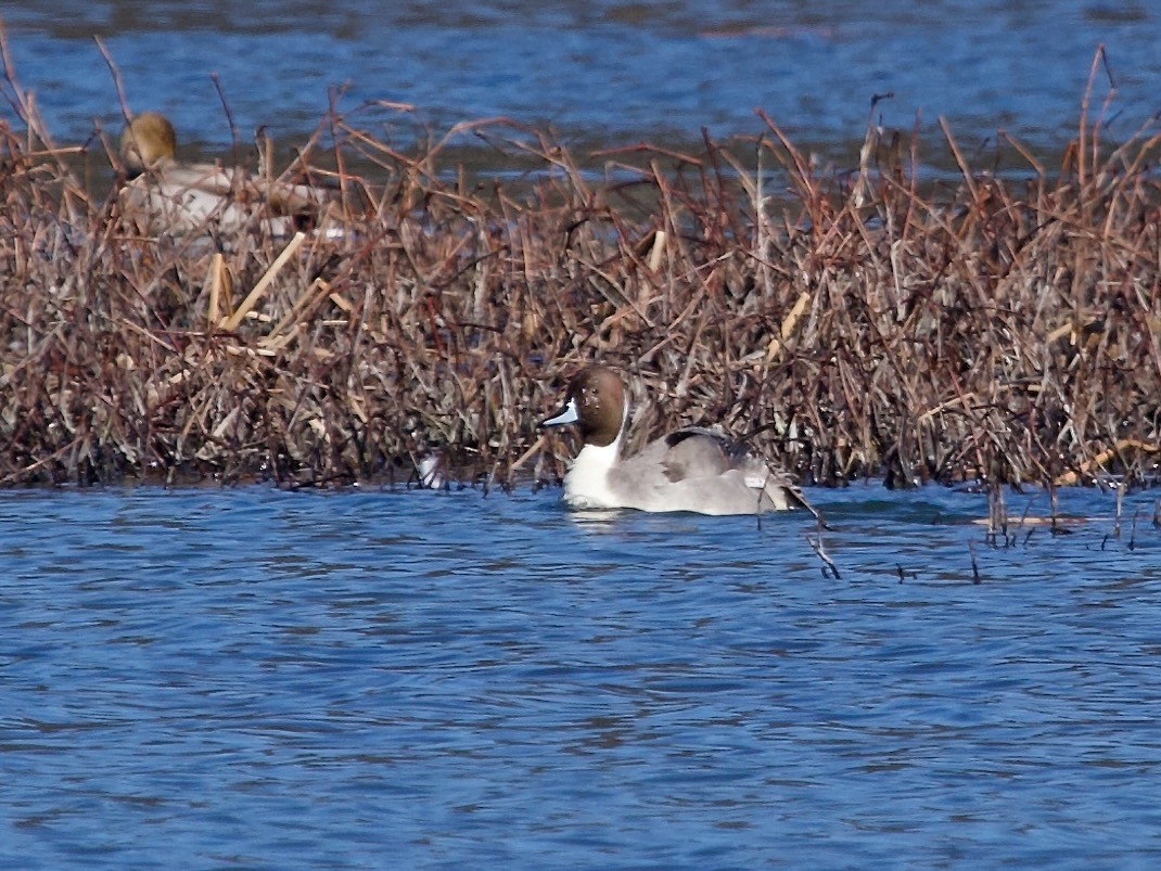 Northern Pintail - ML535194311