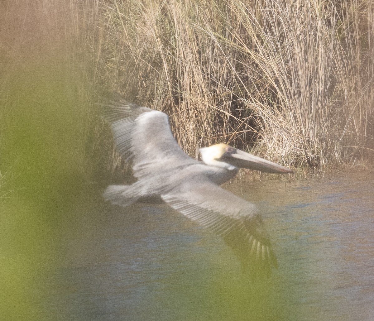 Brown Pelican - ML535195571