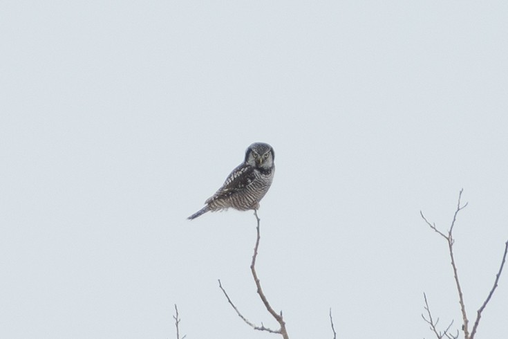 Northern Hawk Owl - Andrew Standfield