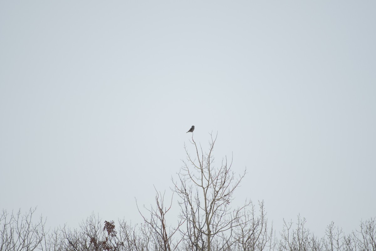 Northern Hawk Owl - Andrew Standfield