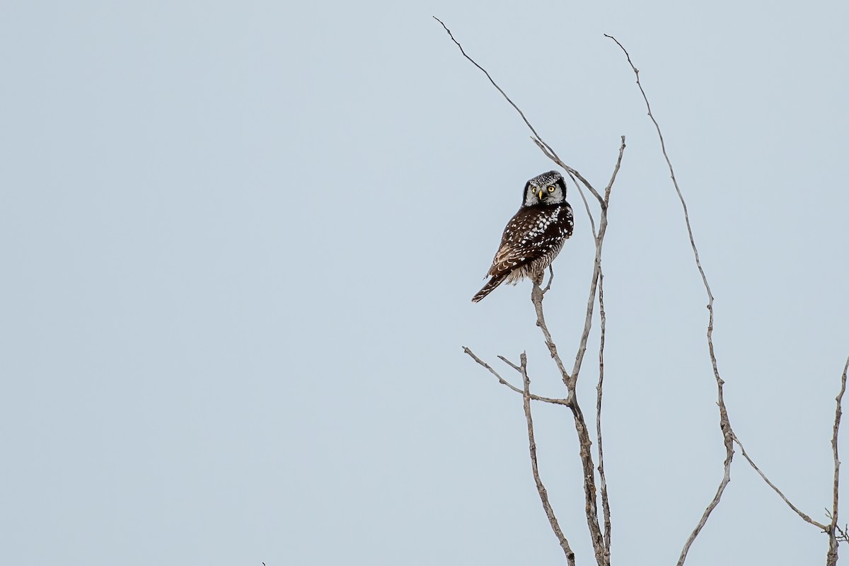 Northern Hawk Owl - Andrew Standfield