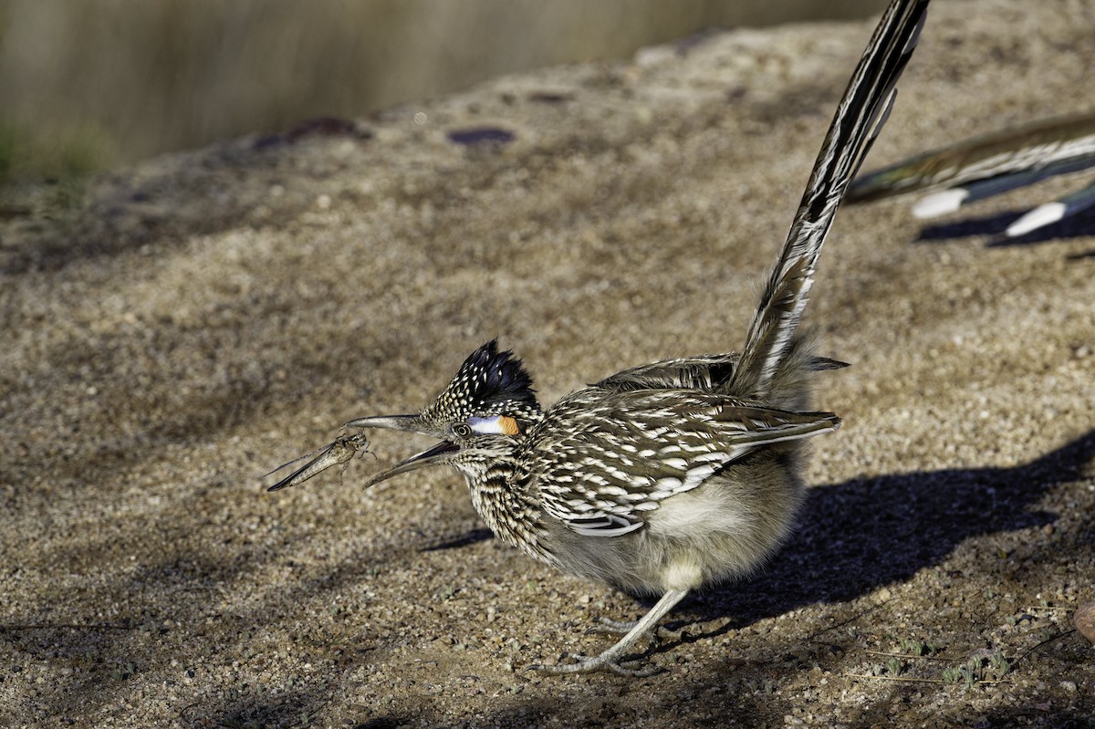 Greater Roadrunner - Anonymous