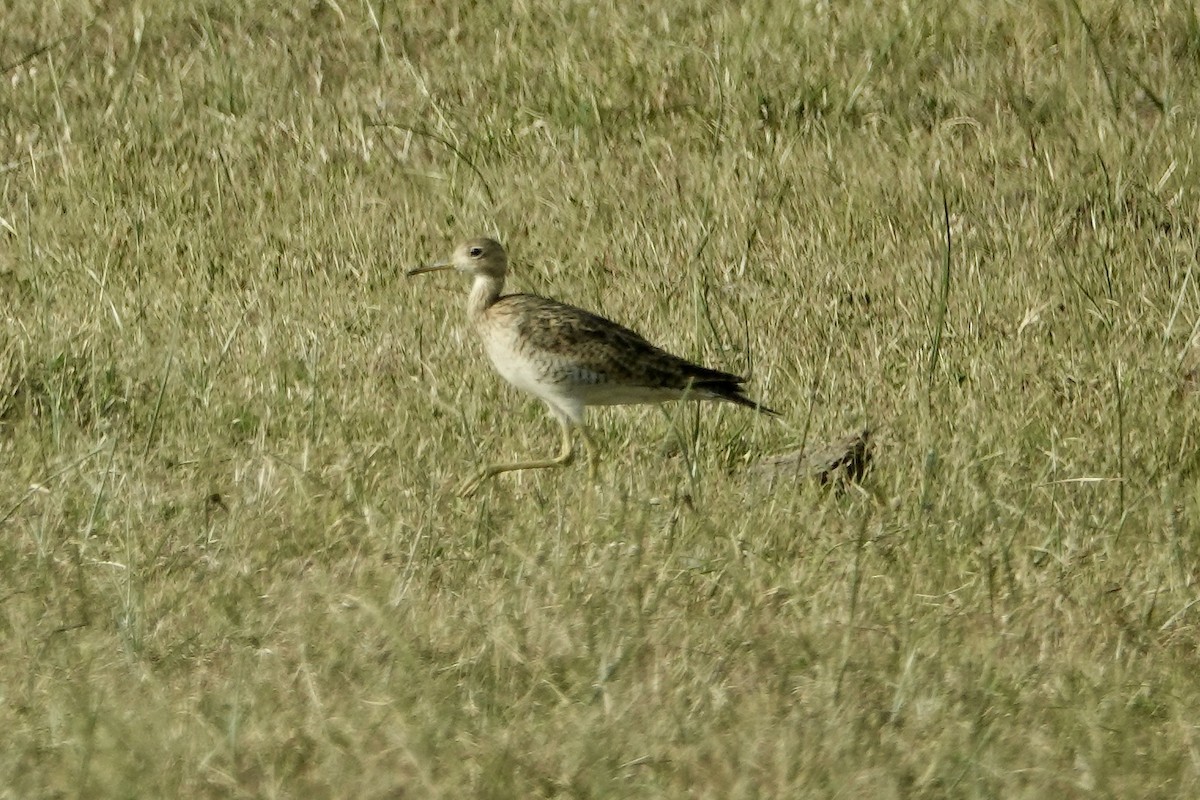 Upland Sandpiper - ML535196811