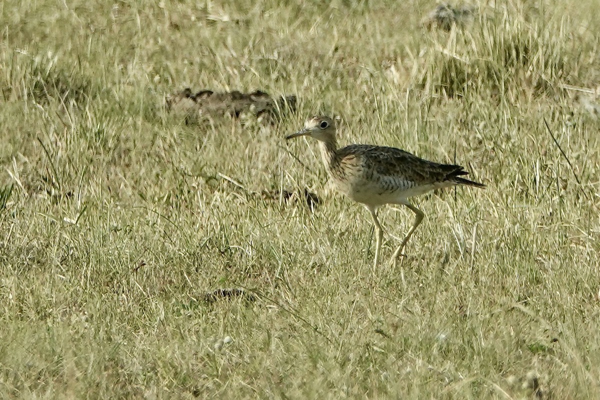 Upland Sandpiper - ML535196971