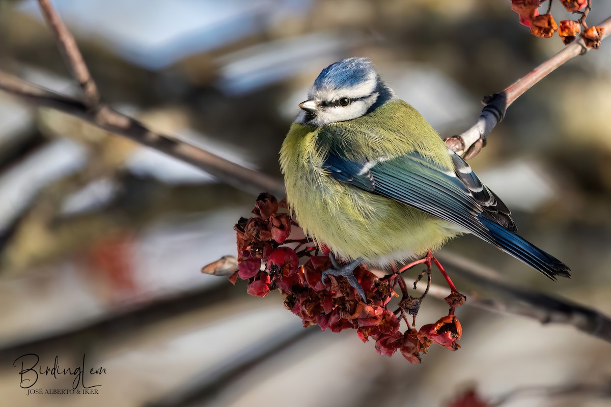 Eurasian Blue Tit - ML535198831