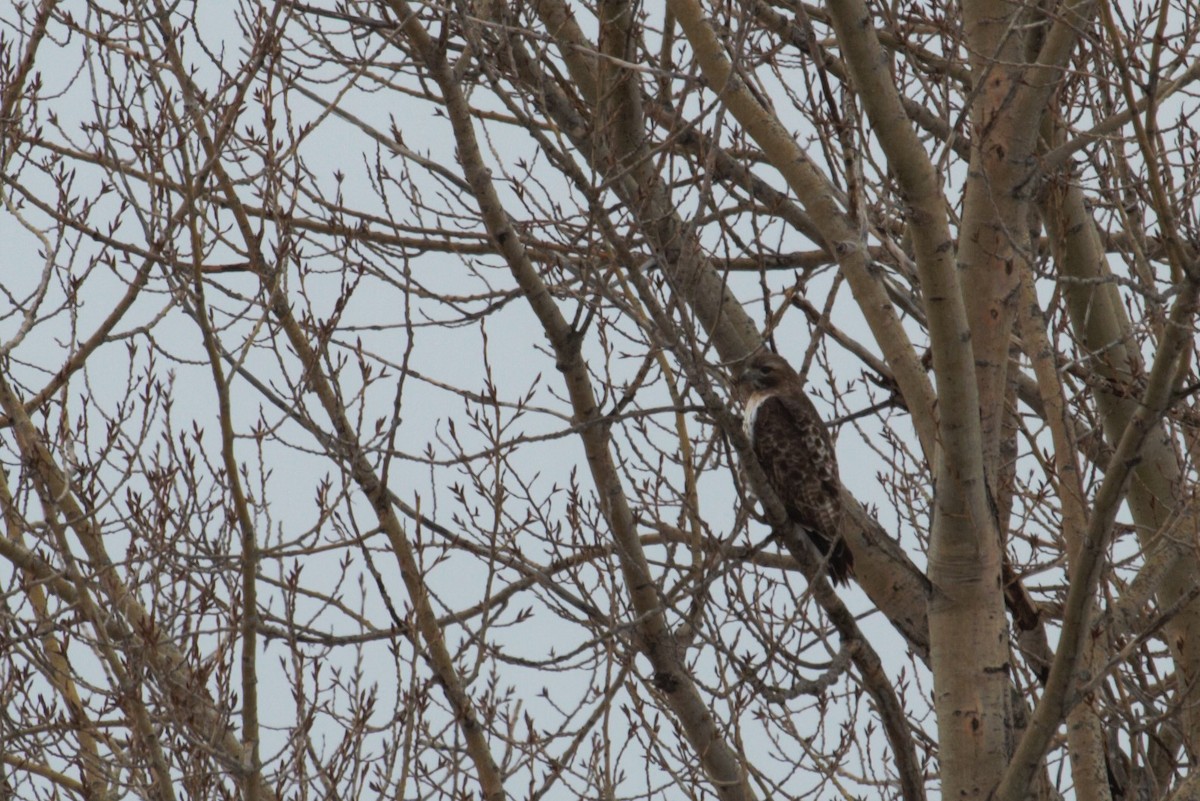 Red-tailed Hawk - ML53519961