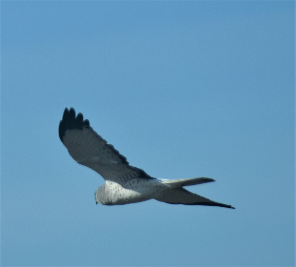 Aguilucho de Hudson - ML535200841