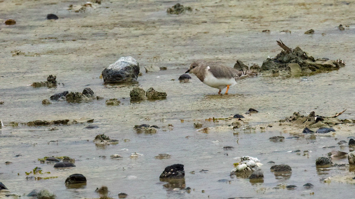 Magellanic Plover - ML535201831