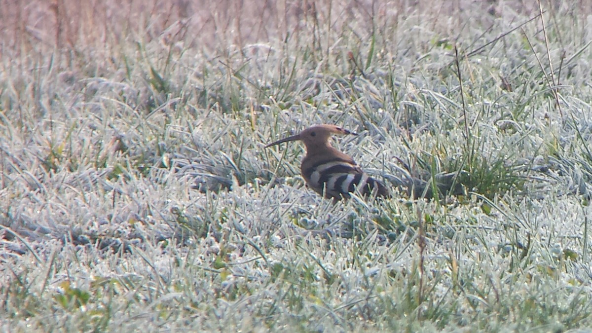 Eurasian Hoopoe - ML535202151