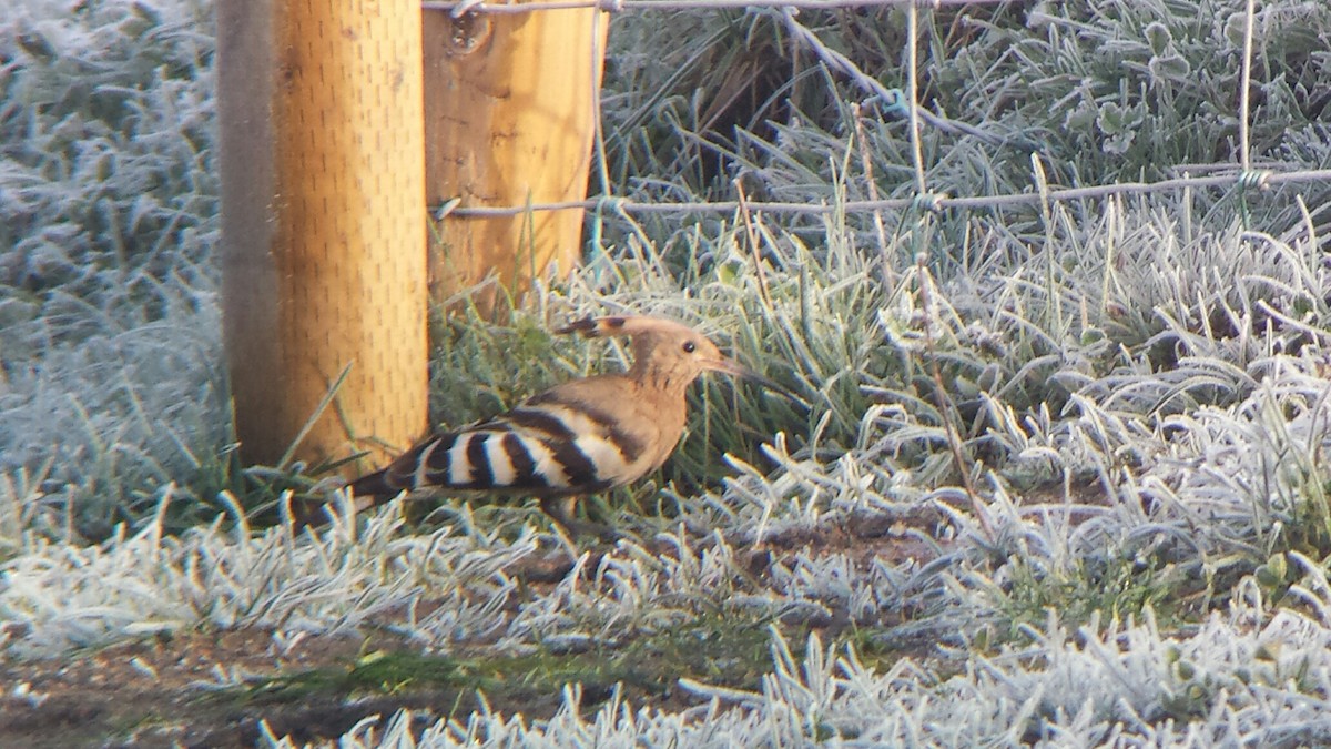 Eurasian Hoopoe - ML535202161