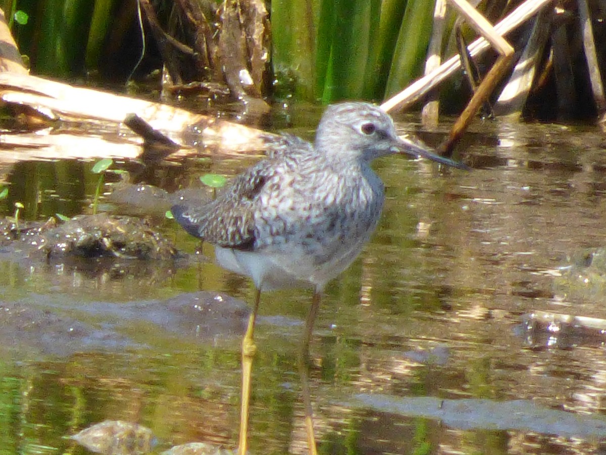 plystresnipe - ML53520421