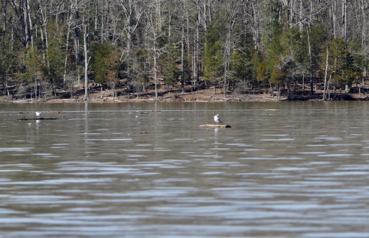 Ring-billed Gull - ML535204711