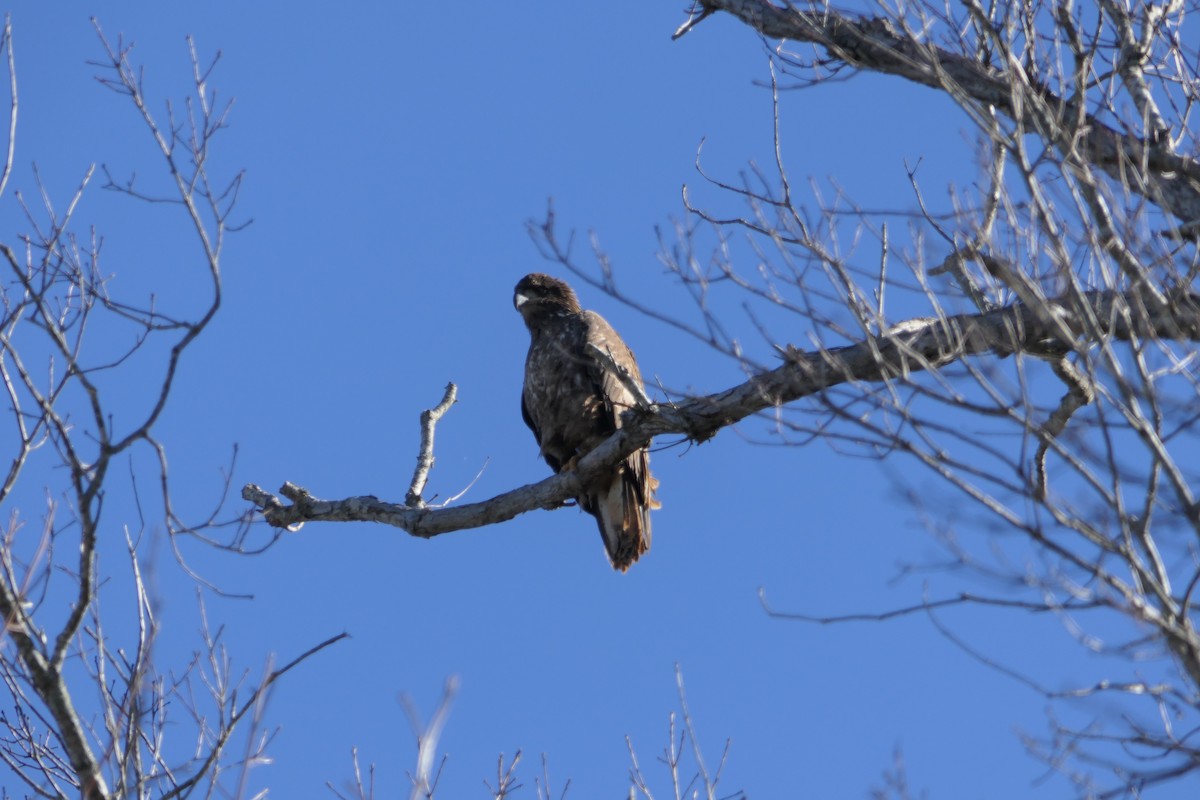 Red-shouldered Hawk - ML535204901