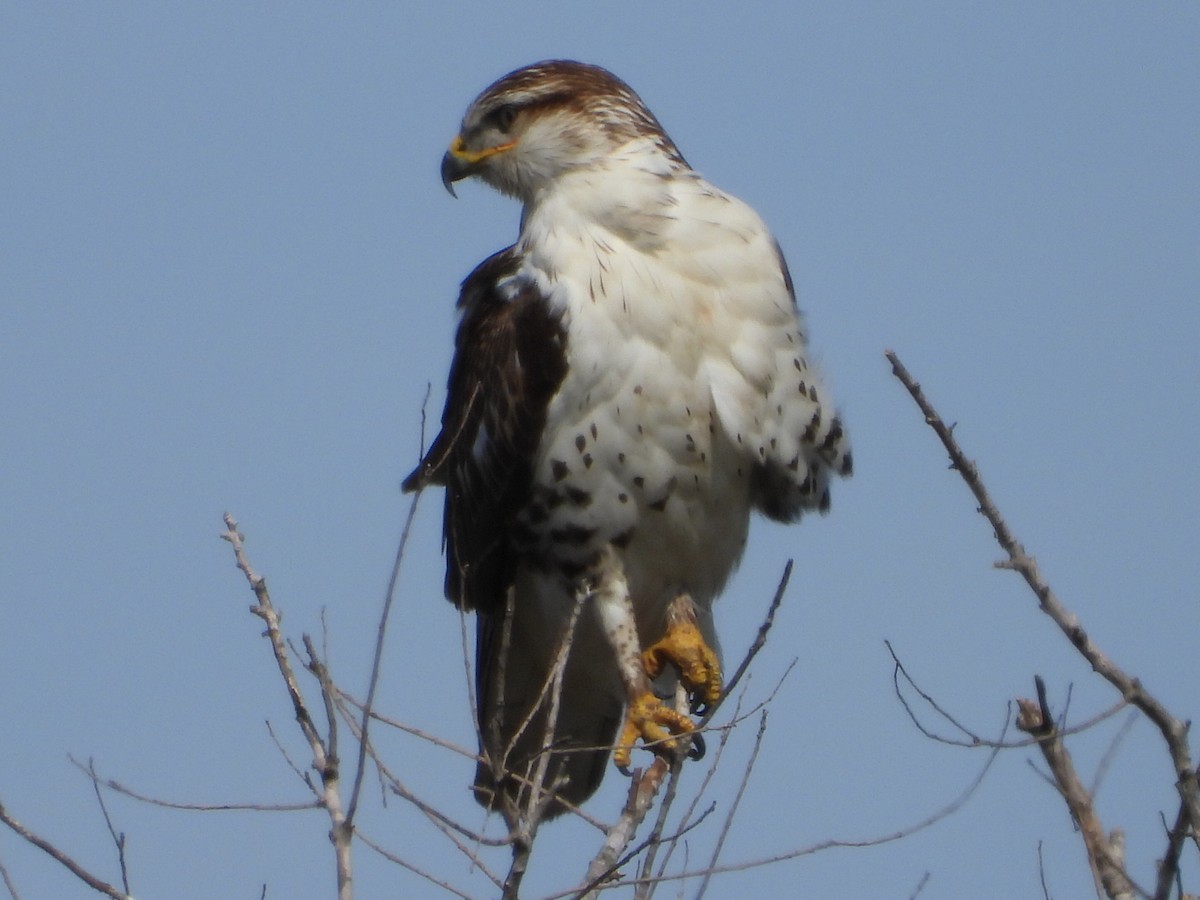 Ferruginous Hawk - ML535205661