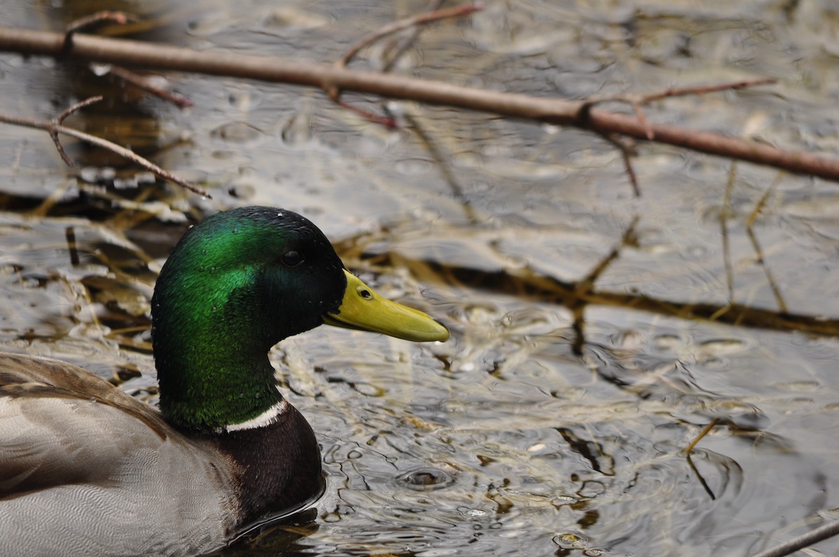 Canard colvert - ML53520601