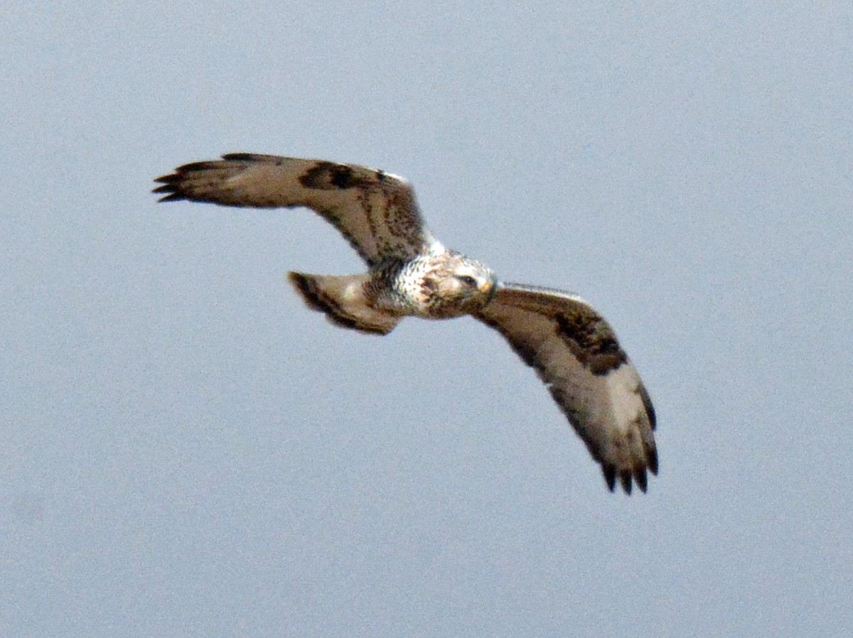 Rough-legged Hawk - ML535207611