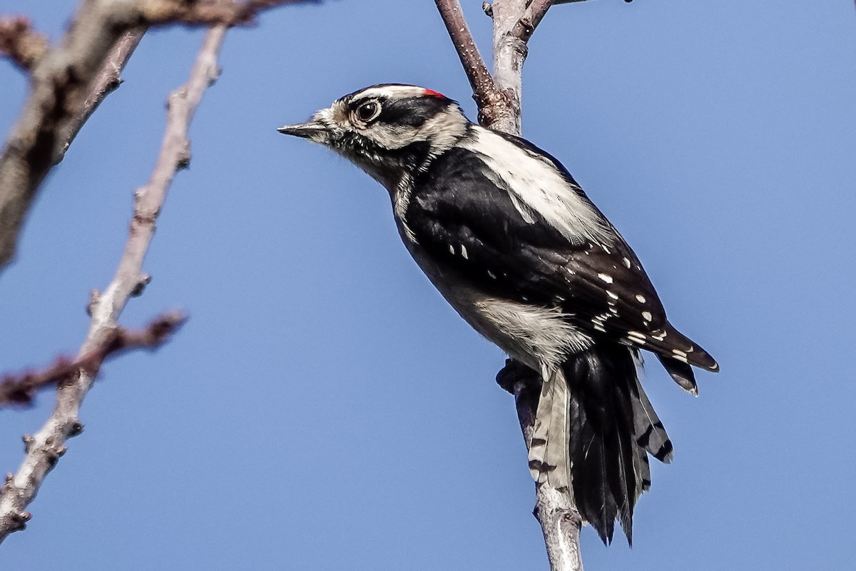 Downy Woodpecker - Darchelle Worley