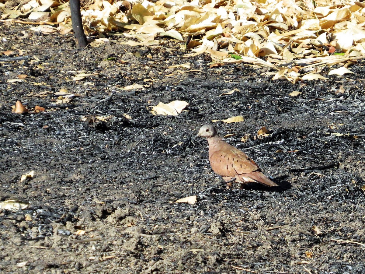 Ruddy Ground Dove - ML535210151