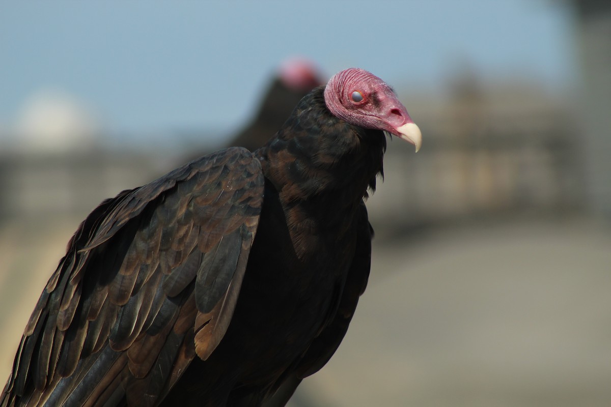 Turkey Vulture - Francisca Valenzuela