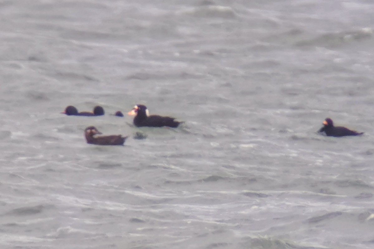 Surf Scoter - ML535212911