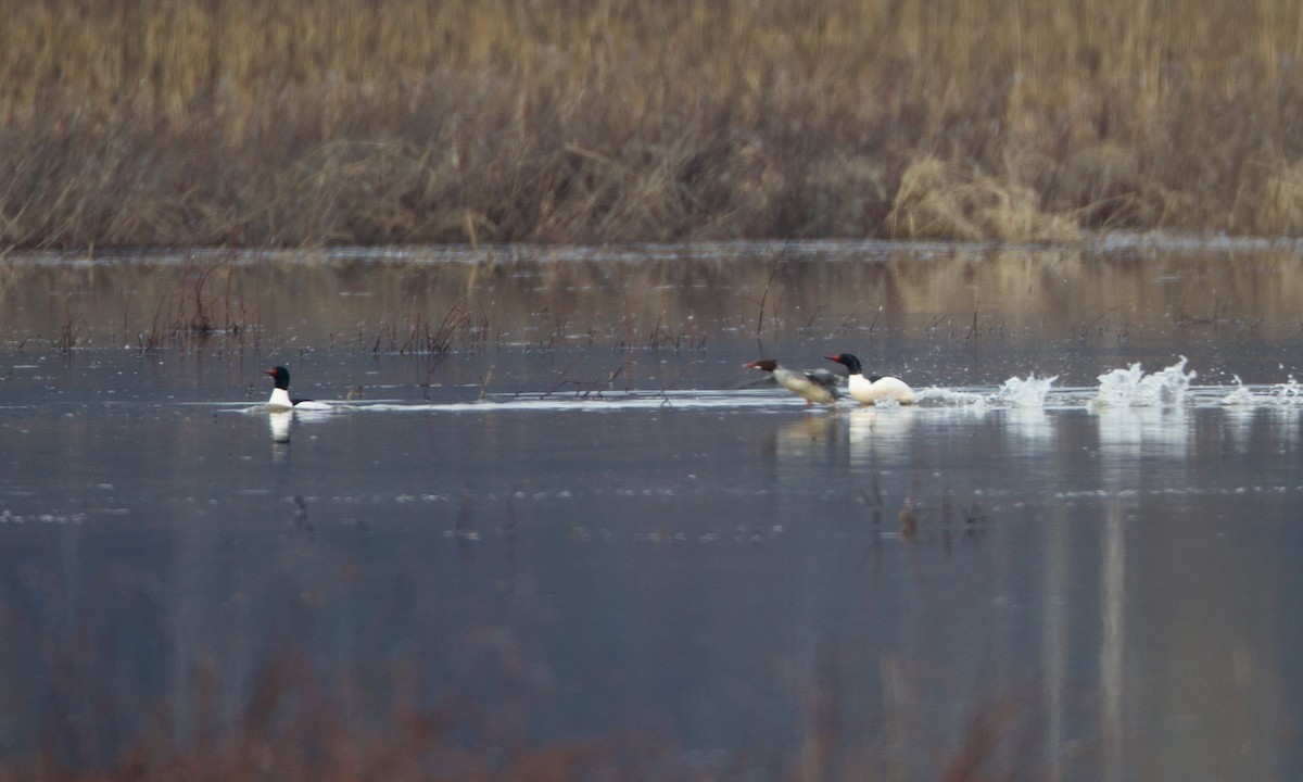 Common Merganser - ML535214161