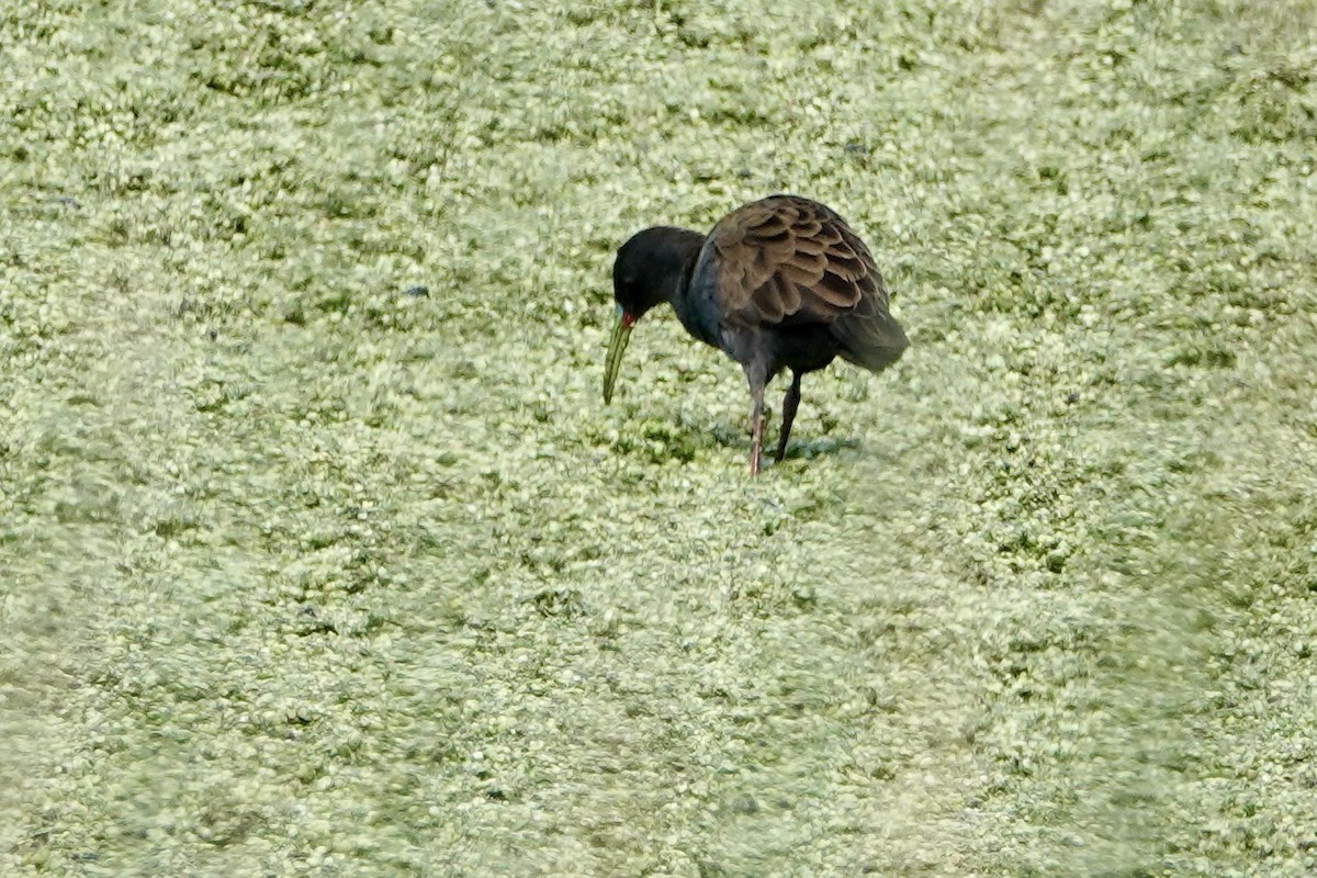 Plumbeous Rail - Russ  And Theresa