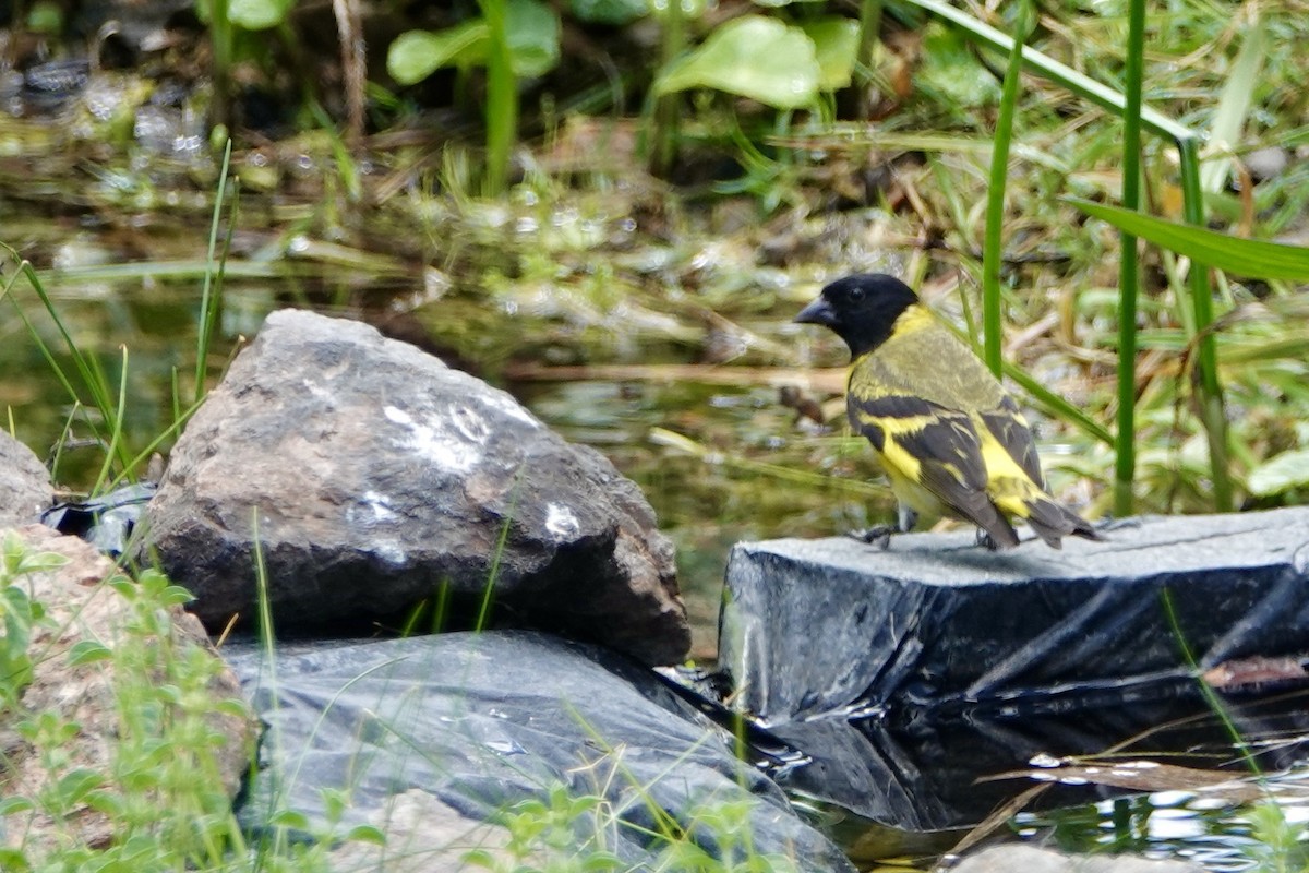 Hooded Siskin - ML535215291