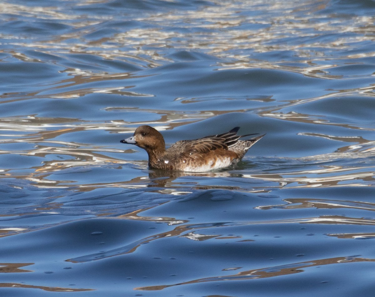 Eurasian Wigeon - ML535216221