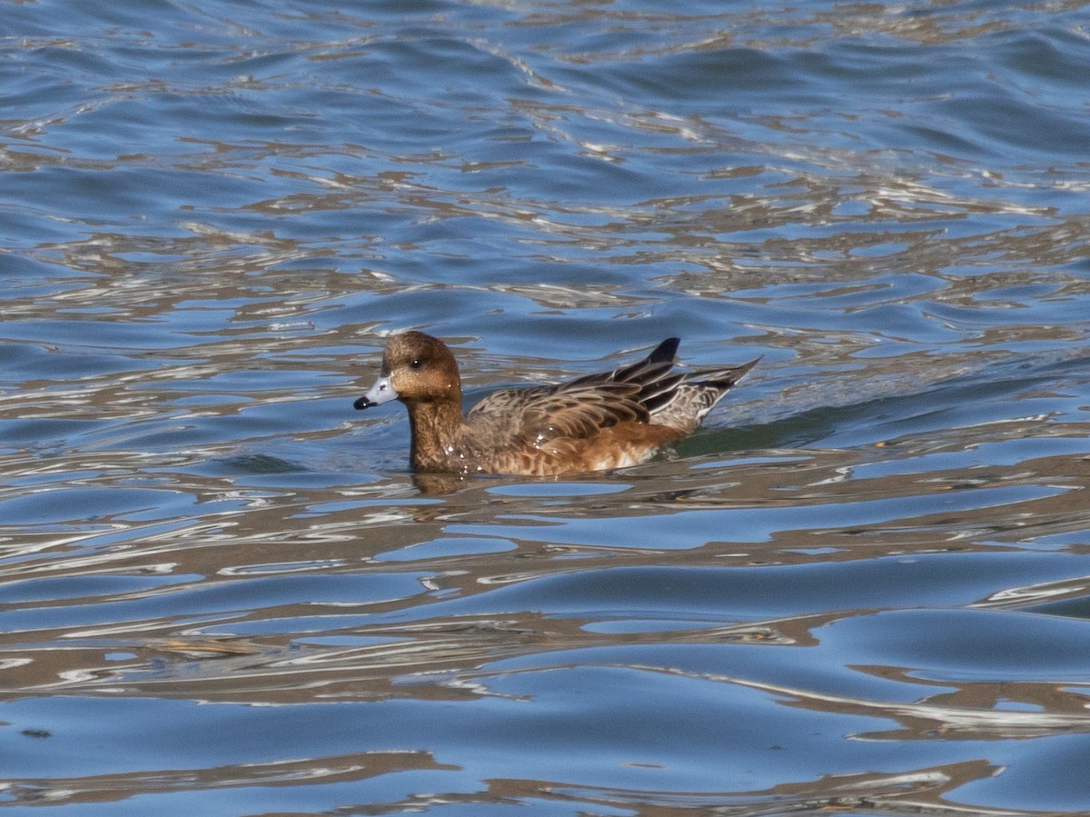 Eurasian Wigeon - ML535216361