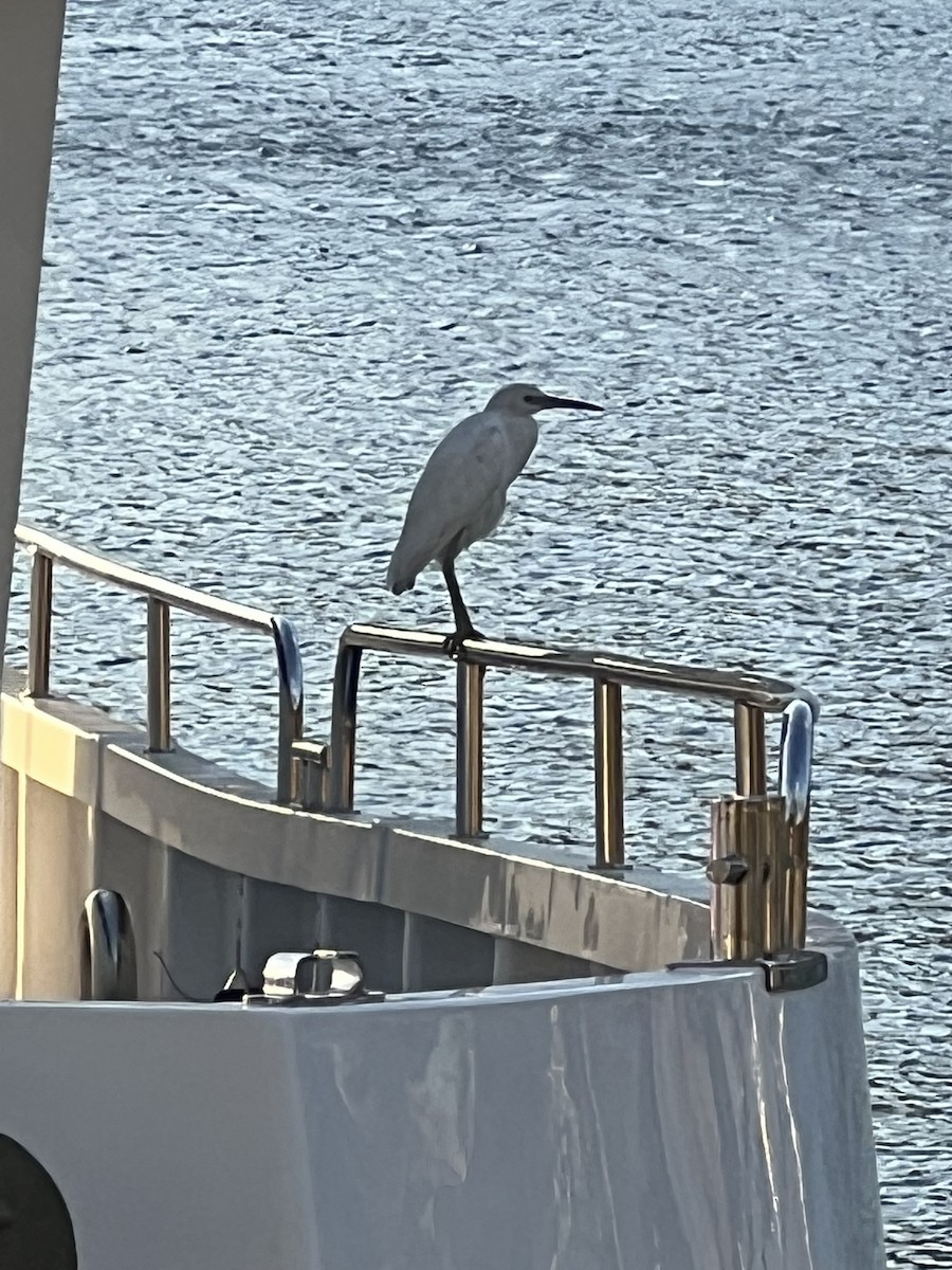 Little Egret - Tom Perls