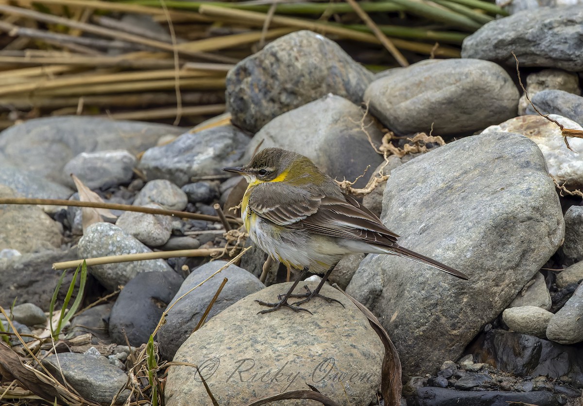 Eastern Yellow Wagtail - Ricky Owen