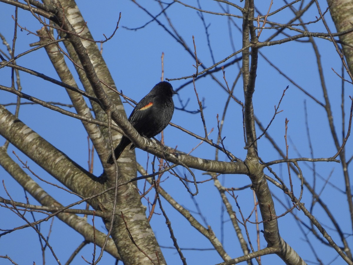 Red-winged Blackbird - Timothy Hoch