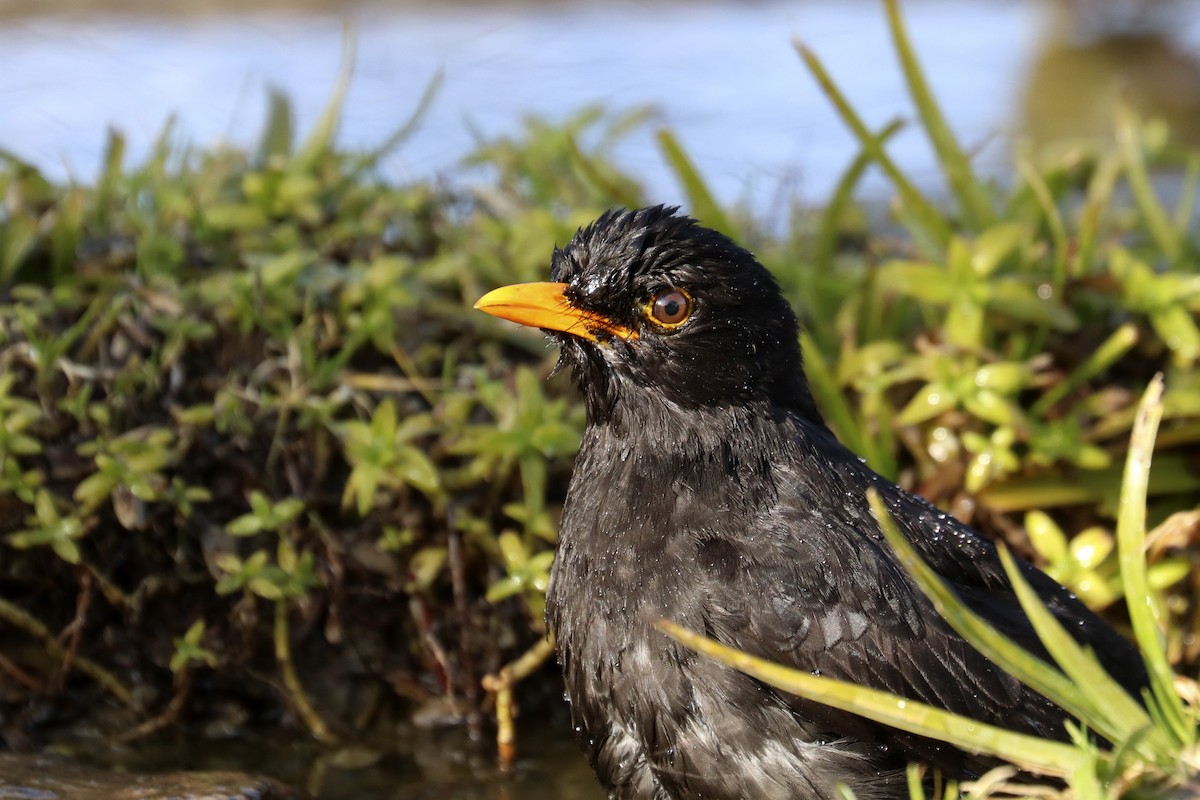 Eurasian Blackbird - ML535221451