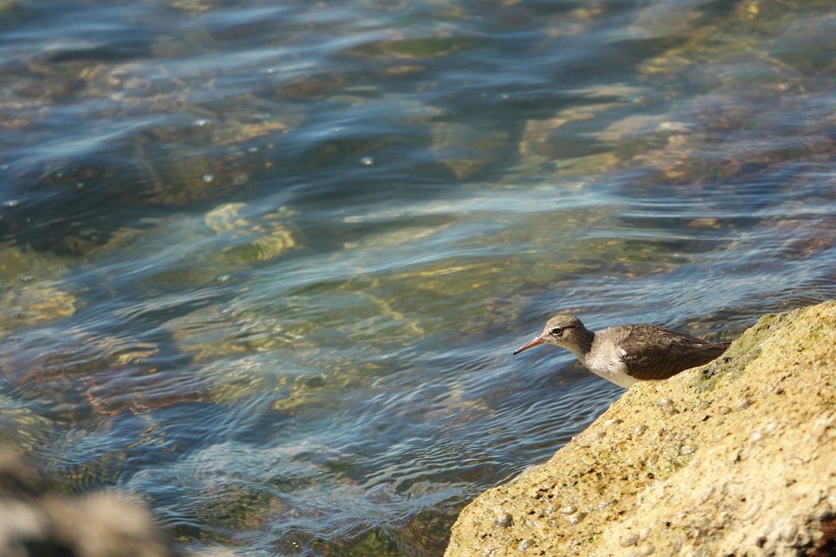 Spotted Sandpiper - ML535221531