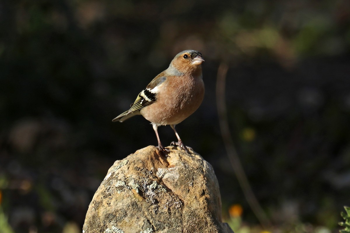 Common Chaffinch - Francisco Barroqueiro