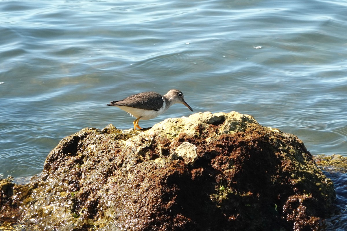 Spotted Sandpiper - ML535221621