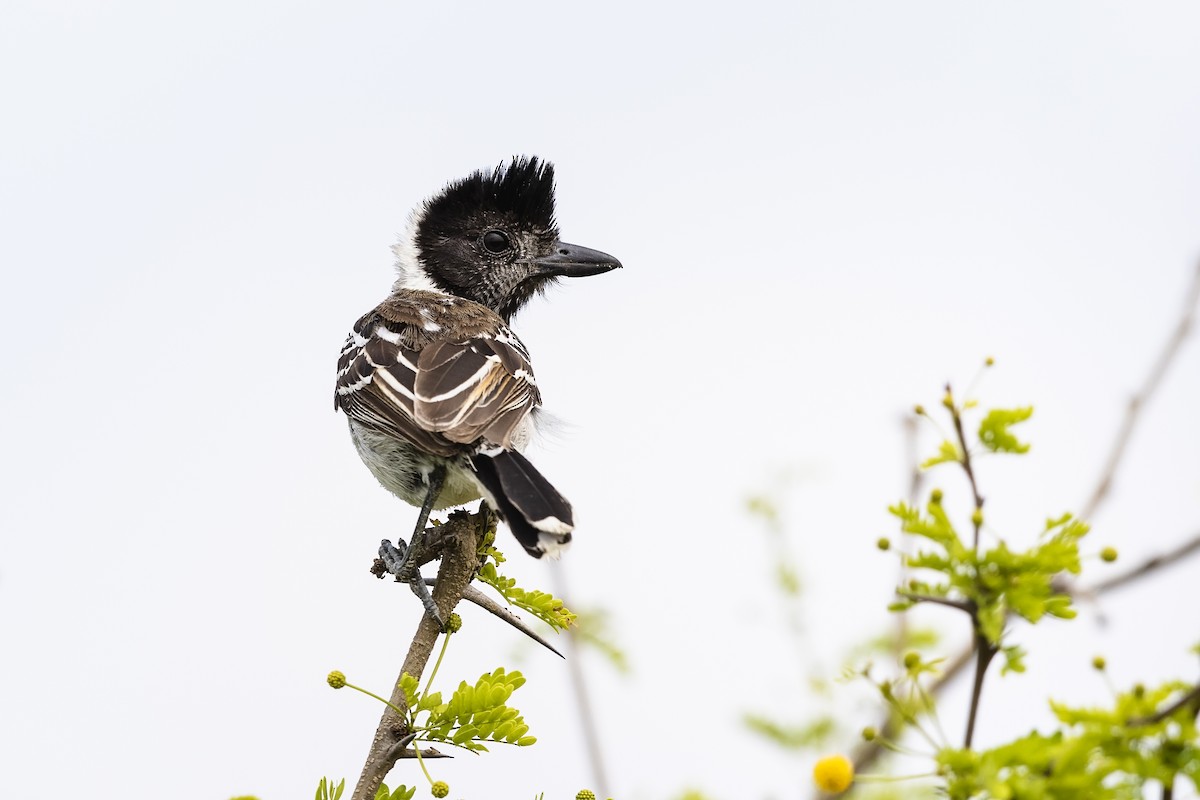 Collared Antshrike (Collared) - Stefan Hirsch