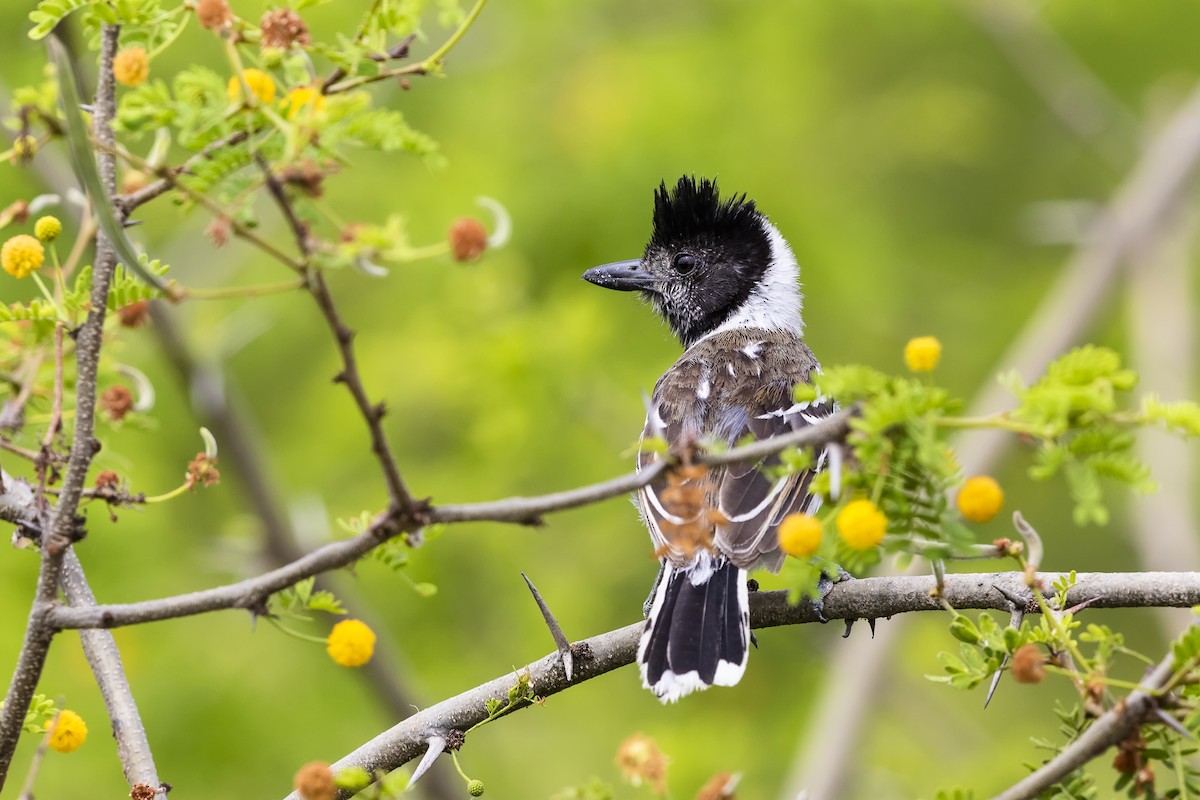 Collared Antshrike (Collared) - ML535221721