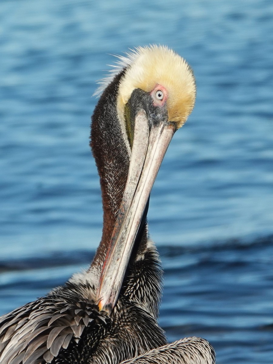 Brown Pelican - ML535221811