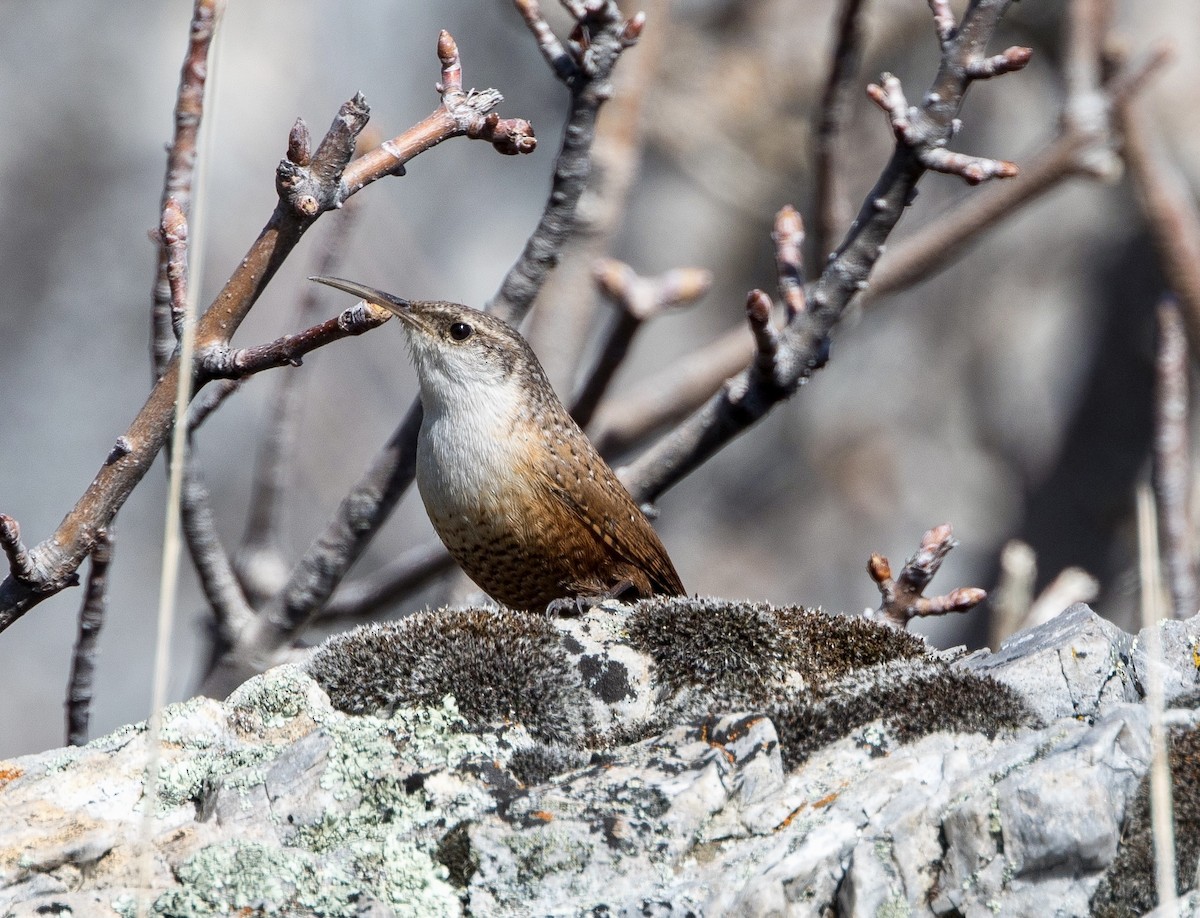 Canyon Wren - Andrew Kenny