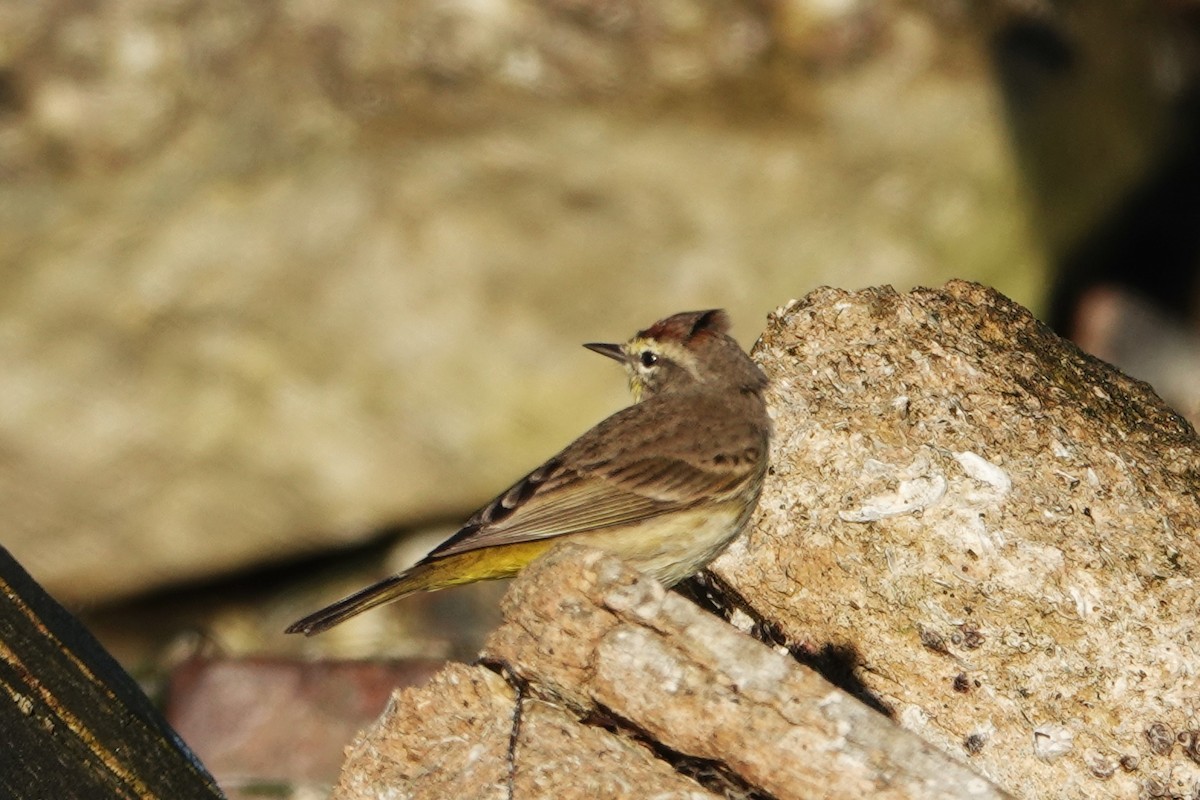 Palm Warbler - ML535221931