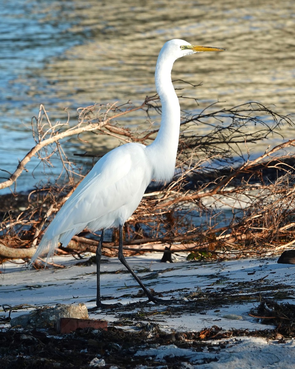 Great Egret - ML535221981