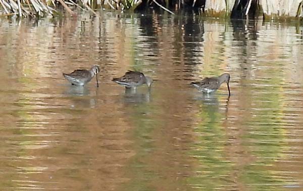 Long-billed Dowitcher - ML535222011