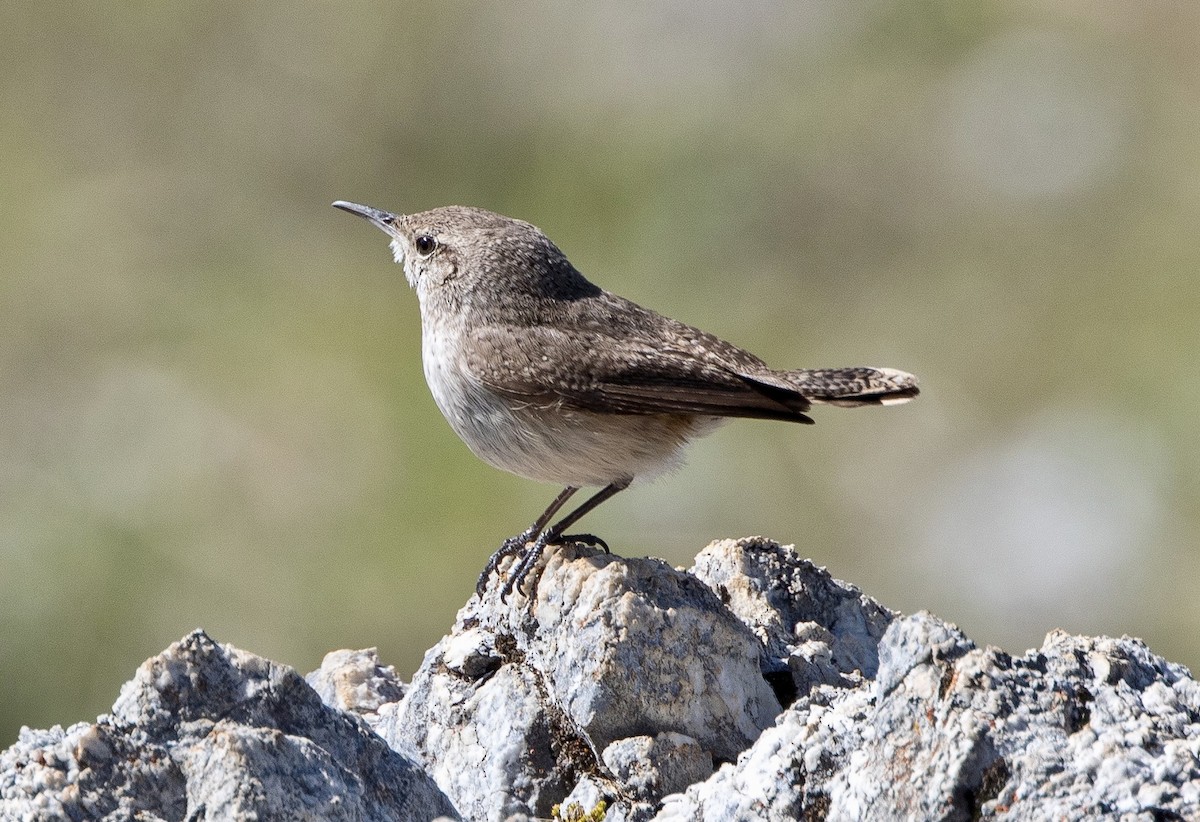 Rock Wren - ML535222071